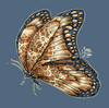 Sassy Frass Leopard Butterfly V-Neck Canvas T-Shirt